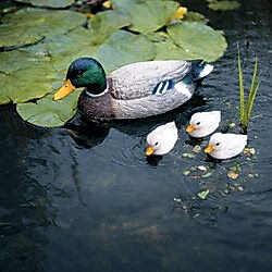 POOLLINE - Süs Havuzu Ve Gölet Setleri 4