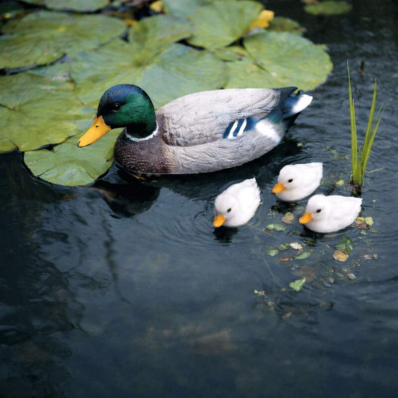 POOLLINE - Süs Havuzu Ve Gölet Setleri 4