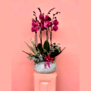  Antalya Çiçekçiler - Orkideler