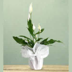  Antalya Çiçek Gönder - Saksı Çiçekleri