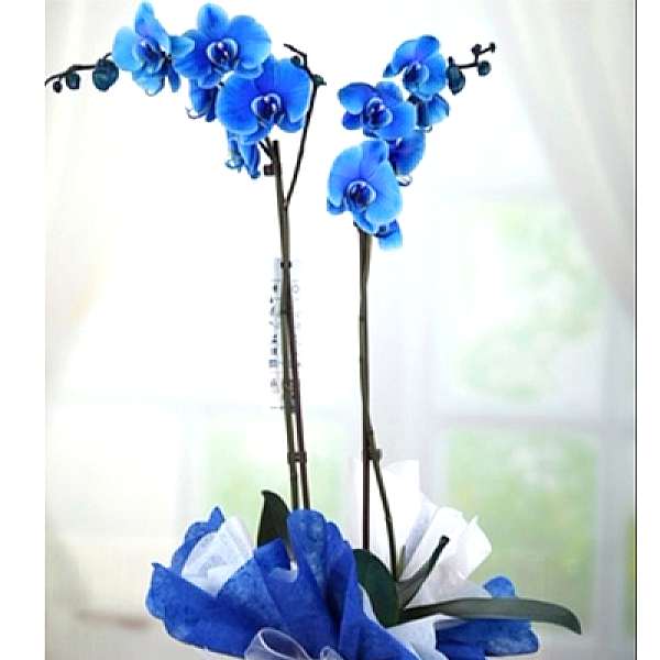  Antalya Çiçek Siparişi - Mavi Orkide
