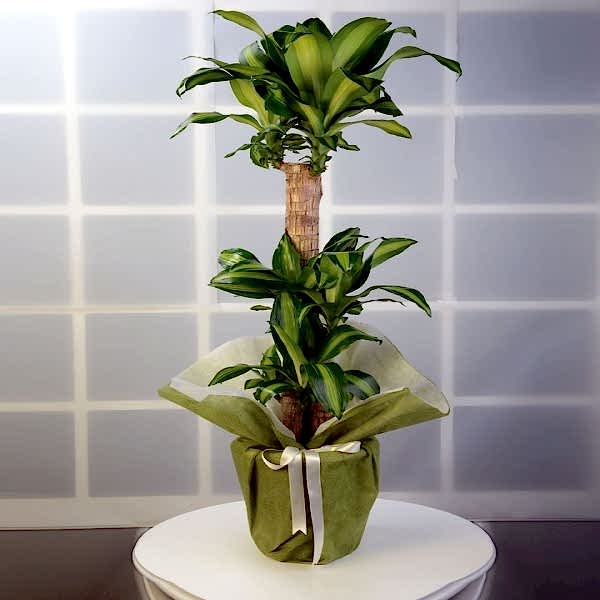  Antalya Çiçekci  - 3 lü saksı masangena