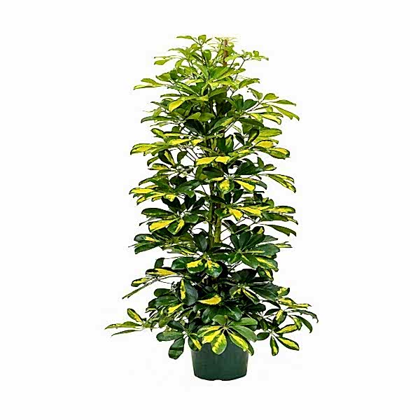  Antalya Çiçek Gönder - 3'lü şeflera salon bitkisi