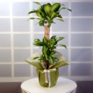  Antalya Çiçekci  - 3 lü saksı masangena